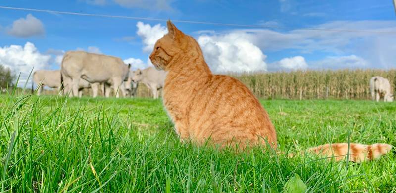 De Lekkerste Streekproducten in Schagen
